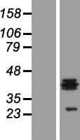 Human HS3ST1 Protein (Over-Expression Lysate Myc-DDK (Flag))