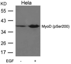 Polyclonal Rabbit anti-Human MYOD / MYOD1 Antibody (WB)