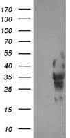 IHC-plus™ LRRC25 Antibody (clone 1D1)