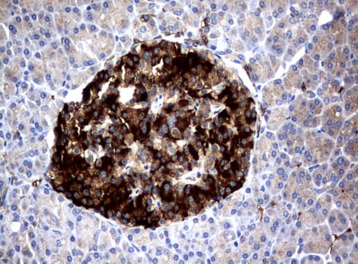 Monoclonal Mouse anti-Human FCGR1A / CD64 Antibody (clone UMAB74, IHC, WB)