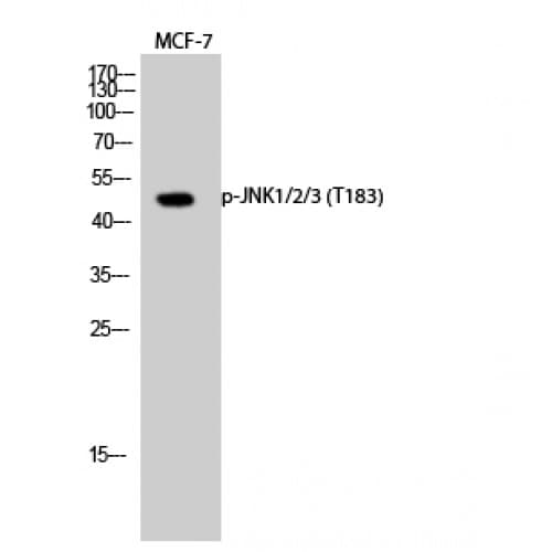 JNK1+2+3 Antibody (120-200 aa)