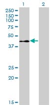 Monoclonal Mouse anti-Human ELK3 / NET Antibody (clone 3A12, WB)