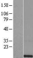 HIST1H4L Protein (Over-Expression Lysate Myc-DDK (Flag))
