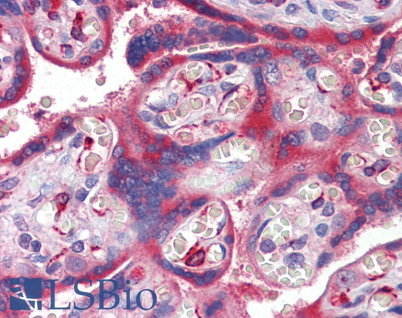IHC-plus™ APOA4 Antibody (aa21-396, clone 2D1C9)