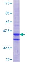 Human PNCK / CaMK1b Protein (Recombinant GST)