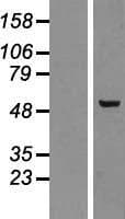 Human PLAGL2 Protein (Over-Expression Lysate Myc-DDK (Flag))