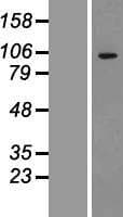 ADAMTS1 Protein (Over-Expression Lysate Myc-DDK (Flag))