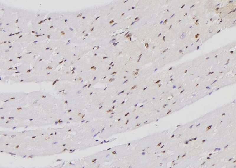FXR2 Antibody
