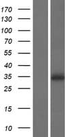 Human PRSS41 Protein (Over-Expression Lysate Myc-DDK (Flag))