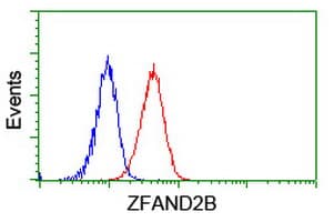 ZFAND2B Antibody (clone OTI3D6)