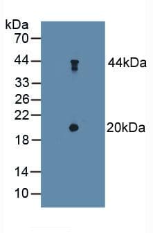 TSC22D3 / GILZ Antibody (aa1-134, APC)