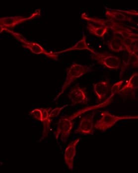 Polyclonal Rabbit anti-Human FAM3D Antibody (IHC, IF, WB)