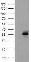 RFPL1 Antibody (clone OTI1D3, Carrier-free)