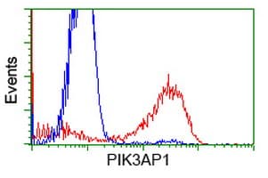 BCAP / PIK3AP1 Antibody (clone OTI5A5)