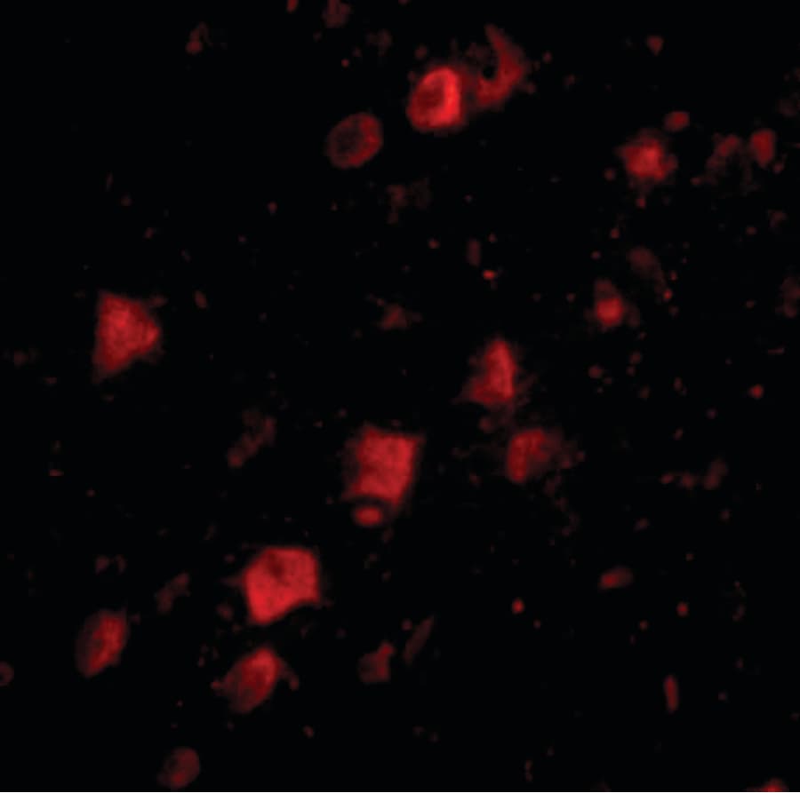 IHC-plus™ POLR3F Antibody