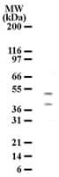 HTRA2 / OMI Antibody (aa335-350, clone 196C429)