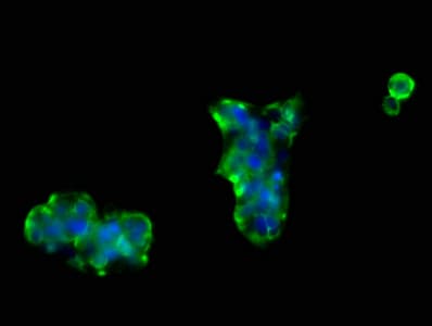 NRCAM Antibody