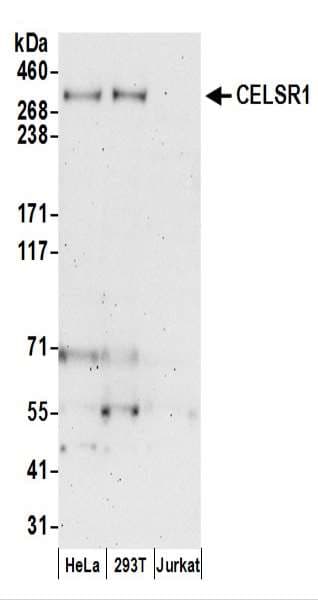 CELSR1 Antibody (aa2775-2825)