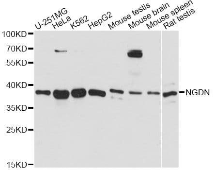 Polyclonal Rabbit anti-Human NGDN Antibody (WB)