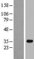 C16orf72 Protein (Over-Expression Lysate Myc-DDK (Flag))