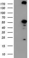 CNDP2 Antibody (clone OTI8A2, Carrier-free)