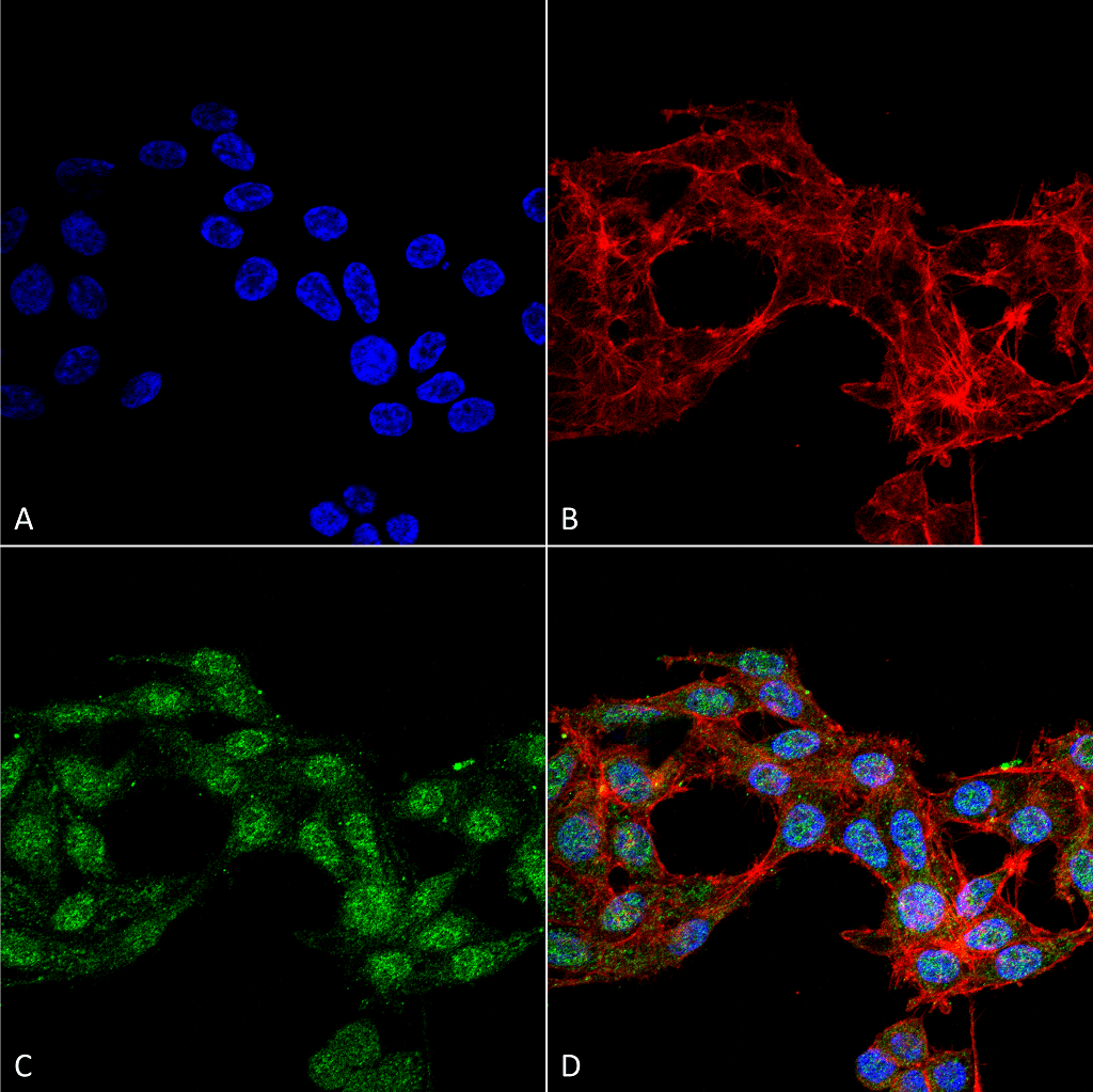 Ghrelin Antibody (Biotin)