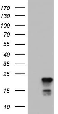 PTGES3 / p23 Antibody (clone OTI1H5)