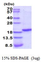 Rat TNF Alpha Protein (Recombinant His)