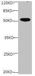 SPP1 / Osteopontin Antibody