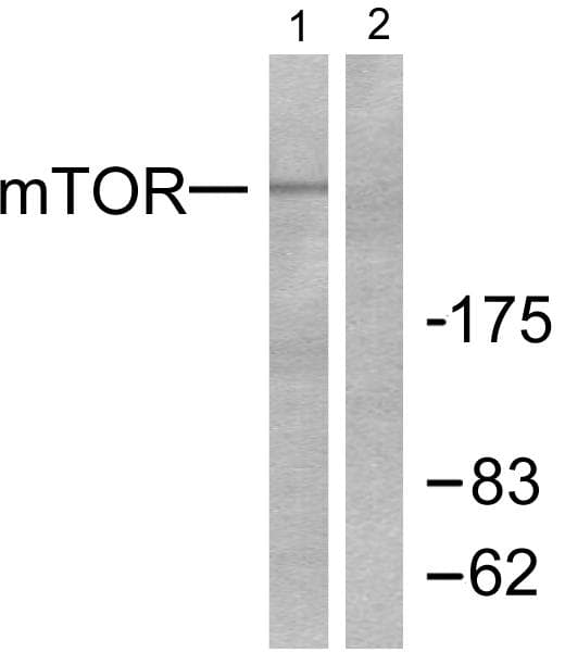 MTOR Antibody (p2448)