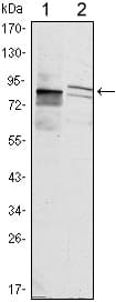 KLHL11 Antibody (clone 1B9A8)