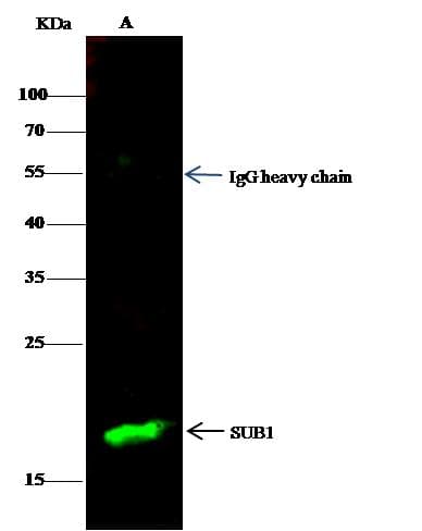 Monoclonal Mouse anti-Human SUB1 Antibody (clone 04, Preservative Free, IF, WB)