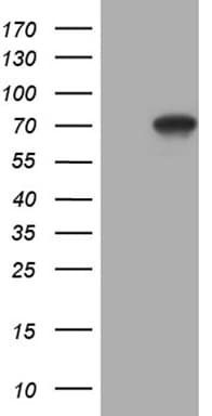 CEP63 Antibody (clone OTI2H8)