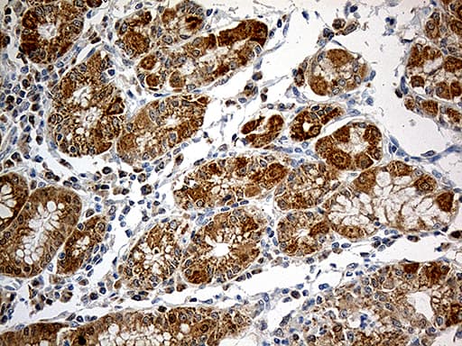 CHCHD10 Antibody (aa17-142, clone OTI4C12)