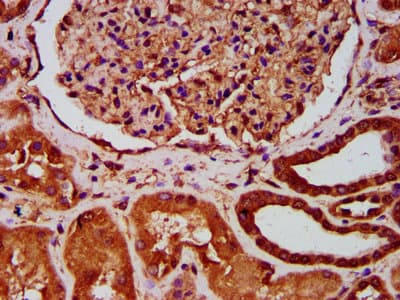 AVPR1A / V1a Receptor Antibody