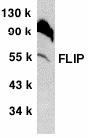 CFLAR / FLIP Antibody (aa449-465)