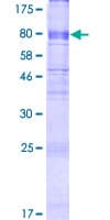 Human MFSD6 Protein (Recombinant GST)