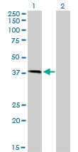 Monoclonal Mouse anti-Human HFE Antibody (clone 1G12, IF, WB)