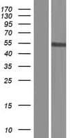 PRAMEF8 Protein (Over-Expression Lysate Myc-DDK (Flag))