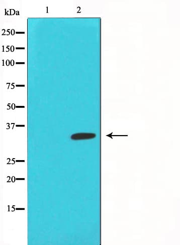 JUN / c-Jun Antibody (phospho-Ser63)