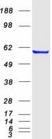 Human BAP / SIL1 Protein (Recombinant Myc-DDK (Flag))