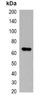 Monoclonal Mouse Myc Tag Antibody (IF, WB)