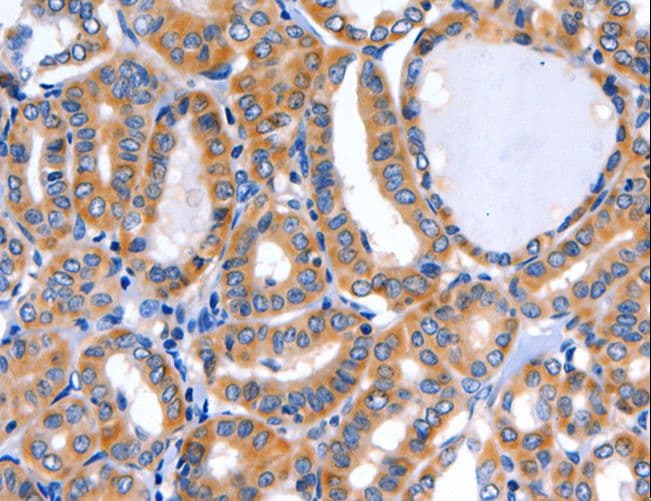 GFER Antibody