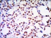 PHAP1 / ANP32A Antibody (clone 8D2)