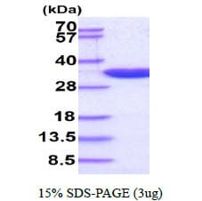 Human PCNA Protein (Recombinant)