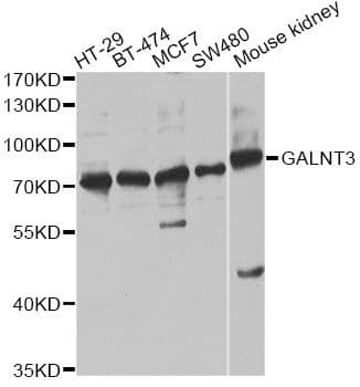GALNT3 Antibody