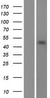 POFUT2 Protein (Over-Expression Lysate Myc-DDK (Flag))