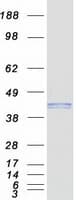 Human VIPERIN / RSAD2 Protein (Recombinant Myc-DDK (Flag))