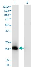 VSTM2L Antibody (clone 1A8)