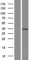 NFKBIL1 Protein (Over-Expression Lysate Myc-DDK (Flag))